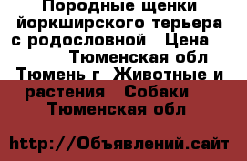 Породные щенки йоркширского терьера с родословной › Цена ­ 10 000 - Тюменская обл., Тюмень г. Животные и растения » Собаки   . Тюменская обл.